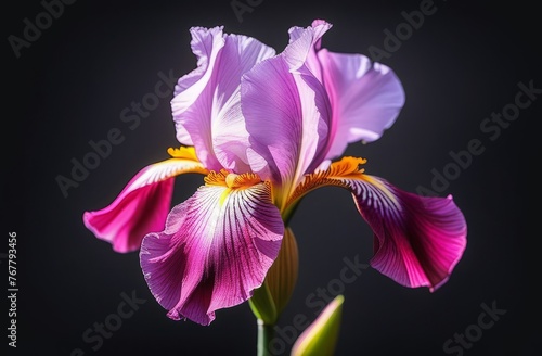 Rich pink iris on a black background close-up