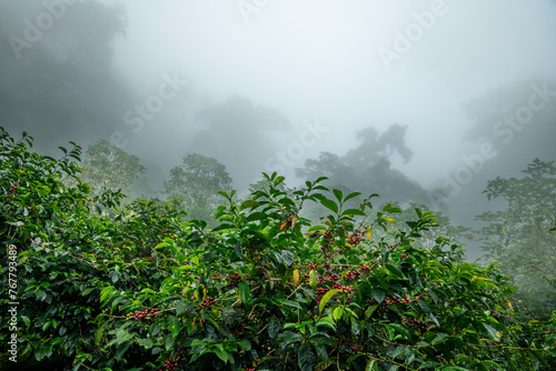 Coffee Beans, Coffee cherry beans on tree in Chiriqui highlands, Panama, Central America - stock photo