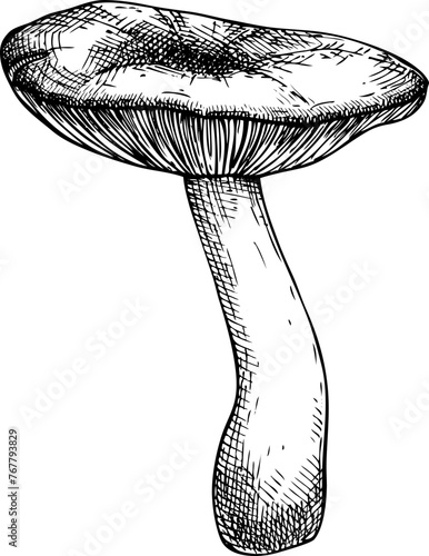 Hand-drawn mushroom sketch. Autumn forest plant vector illustration in vinatge style