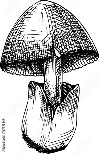 Hand-drawn straw mushroom sketch. Autumn forest plant  vector illustration in vinatge style