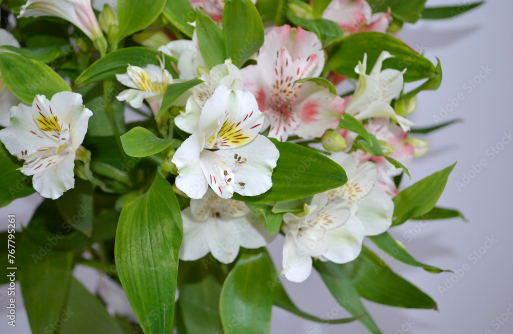 Obraz premium Alstroemeria