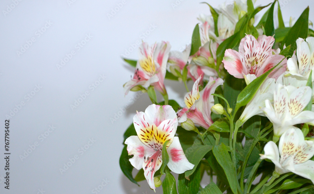 Alstroemeria Alstroemeria