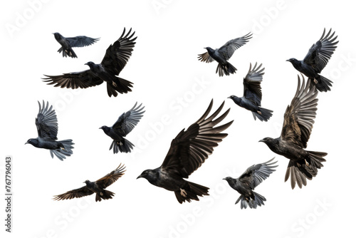 A Symphony in Flight  Graceful Birds Soaring Through the Skies. On a White or Clear Surface PNG Transparent Background.