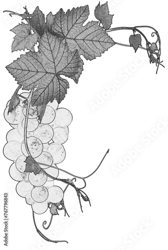 Grappe de raisin © Unclesam