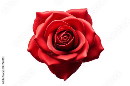 Elegant Red Rose Blooming on Pure White Canvas. On a White or Clear Surface PNG Transparent Background.