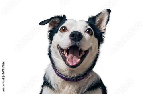 Funny dog smiling on isolated transparent background
