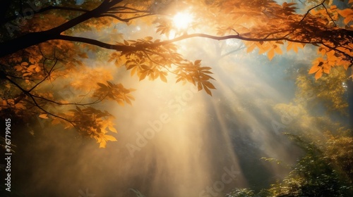 beautiful autumn landscape with red and yellow leaves on the branches of trees in the forest at sunset, sunlight and beautiful nature