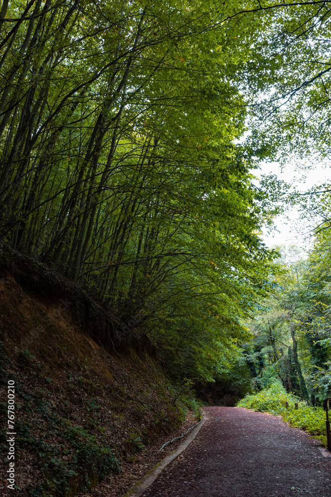 Obraz premium Jogging trail or running trail in the lush forest vertical photo.
