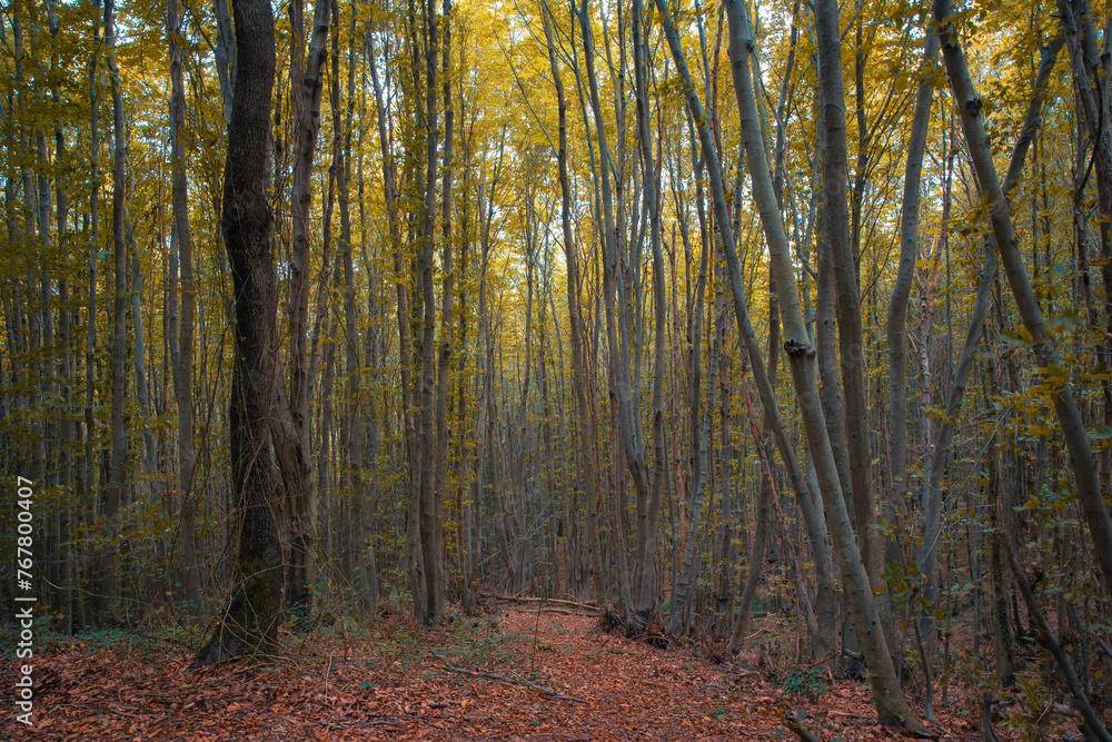 Jogging or hiking trail in a forest in the autumn Jogging or hiking trail in a forest in the autumn