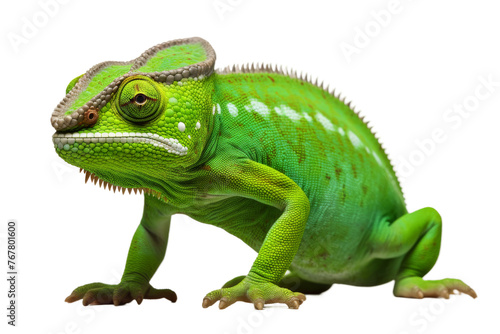 Emerald Elegance  A Stunning Green Lizard Against a Pristine White Canvas. On a White or Clear Surface PNG Transparent Background.