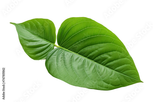 Emerald Elegance  A Sumptuous Close-Up of a Verdant Leaf on a Pure White Canvas. On a White or Clear Surface PNG Transparent Background.