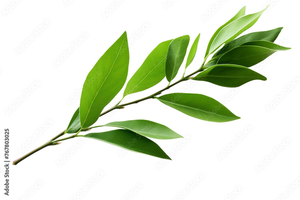 Verdant Canopy: A Lush Green Branch Amongst the Trees. On a White or Clear Surface PNG Transparent Background. Verdant Canopy: A Lush Green Branch Amongst the Trees. On a White or Clear Surface PNG Transparent Background.