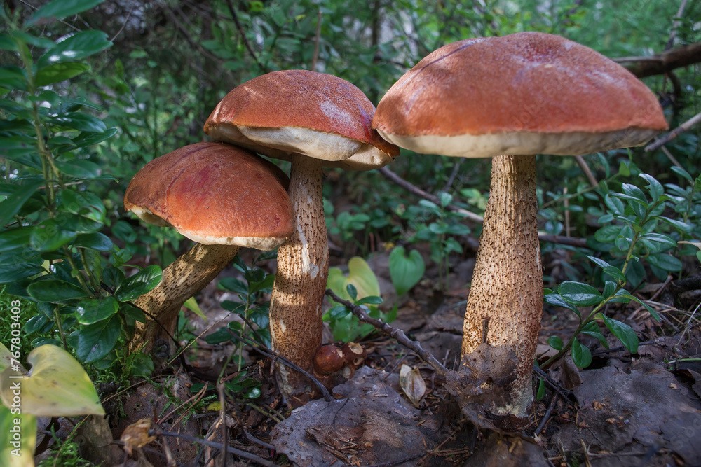 Beautiful edible mushrooms grow in nature in the forest. Beautiful edible mushrooms grow in nature in the forest.