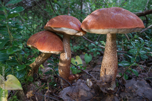 Beautiful edible mushrooms grow in nature in the forest.