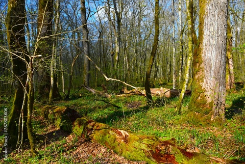 Quadro su tela Pedunculate oak (Quercus robur) tree lit by sunlight in old-growth Krakov forest