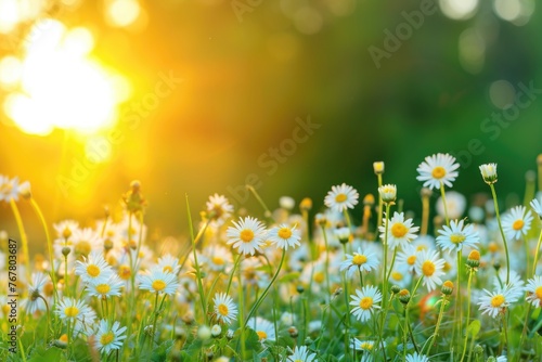  Panoramic summer landscape with flowers at dawn  © darshika