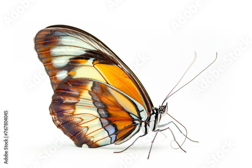 Beautiful Glory of Bhutan or Goliath butterfly isolated on a white background. Side view