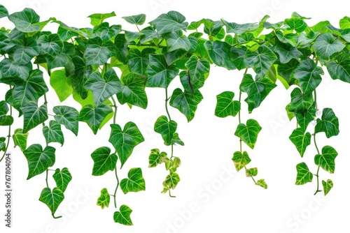 Isolated hanging vine plant with green leaves.
