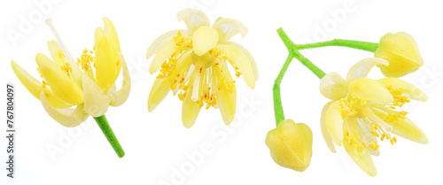 Collection of linden flowers isolated on white background.