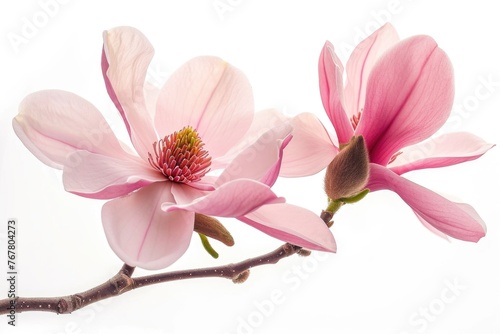 Pink magnolia flower isolated on white background © darshika