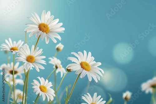 Sunny daisy flowers isolated on blue background. © darshika