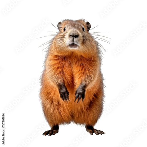 Front view of a standing beaver looking at camera on a cutout PNG transparent background