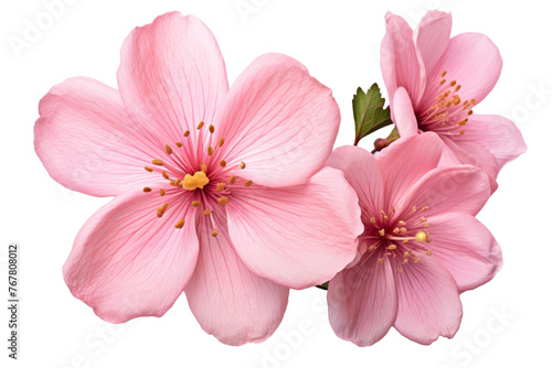 Trio of Delicate Pink Blossoms Dancing on a Pure White Canvas. On a White or Clear Surface PNG Transparent Background.