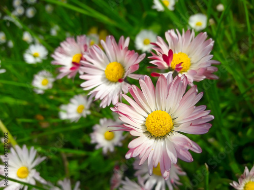 Close-up of daisy flowers in lawn grass with selective focus on the yellow core.