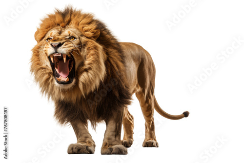Roaring Majesty  A Lions Ferocious Display. On a White or Clear Surface PNG Transparent Background.