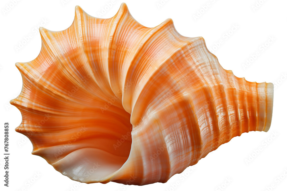 Citrine Elegance: Vibrant Orange Shell Illuminates A Blank Canvas. On a White or Clear Surface PNG Transparent Background. Citrine Elegance: Vibrant Orange Shell Illuminates A Blank Canvas. On a White or Clear Surface PNG Transparent Background.
