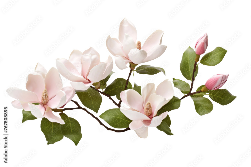 Symphony in Pink: A Flourishing Branch of Elegance. On a White or Clear Surface PNG Transparent Background. Symphony in Pink: A Flourishing Branch of Elegance. On a White or Clear Surface PNG Transparent Background.