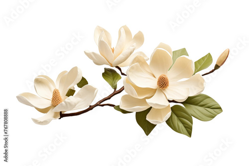 Ethereal Duo  White Flowers With Vibrant Green Leaves Dancing on a Blank Canvas. On a White or Clear Surface PNG Transparent Background.
