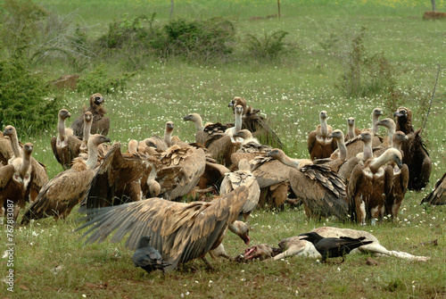 Vautour fauve,.Gyps fulvus, Griffon Vulture, Parc naturel régional des grands causses 48, Lozere, France