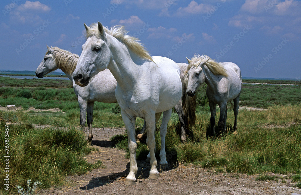 Obraz premium Cheval camarguais, Camargue, 13, Bouches du Rhône, France