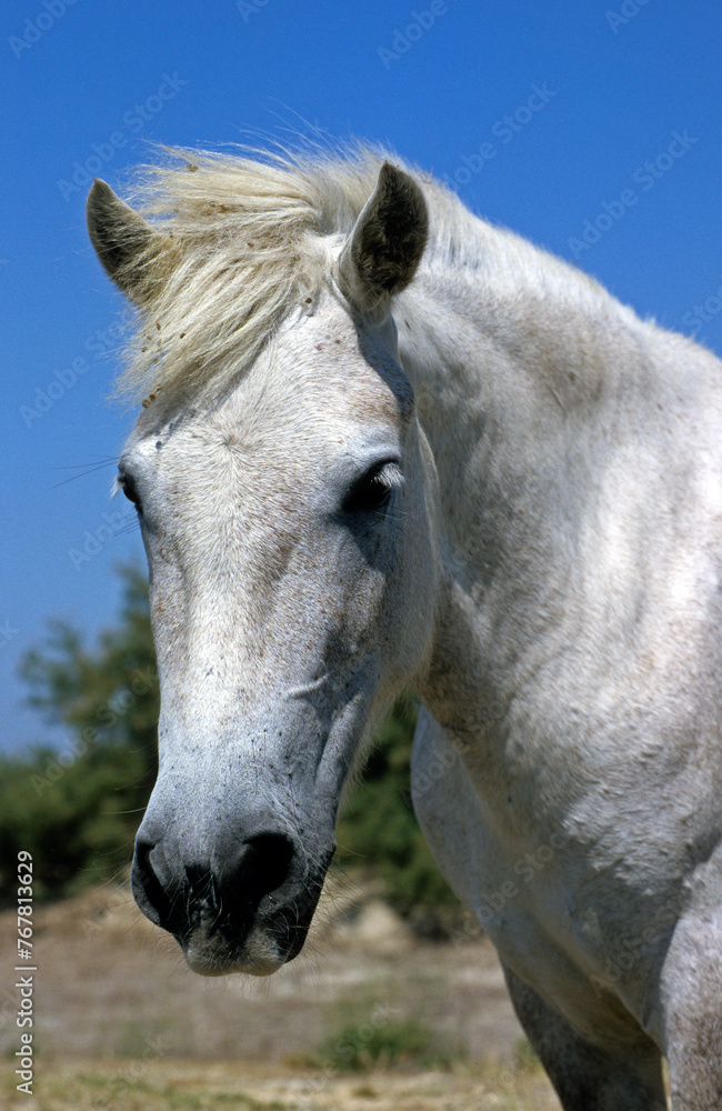 Cheval camarguais, Camargue, 13, Bouches du Rhône, France