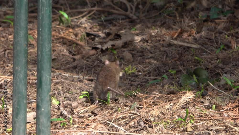 Un rat prenant un bout de pain laissé au sol dans un parc