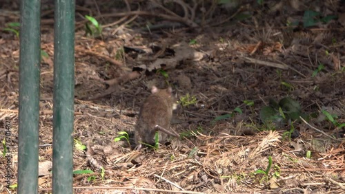 Un rat prenant un bout de pain laissé au sol dans un parc