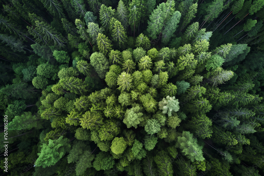 Fototapeta premium A lush green forest with many trees