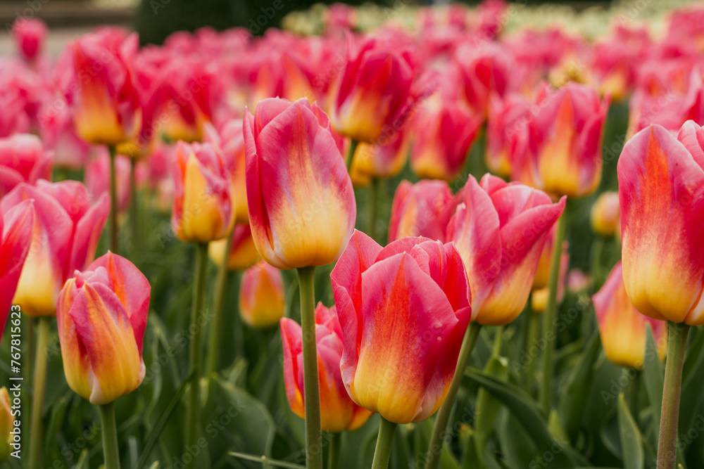 Colorful tulip flowers blooming in the garden. Spring landscape. Keukenhof gardens in Lisse, Holland in spring Colorful tulip flowers blooming in the garden. Spring landscape. Keukenhof gardens in Lisse, Holland in spring