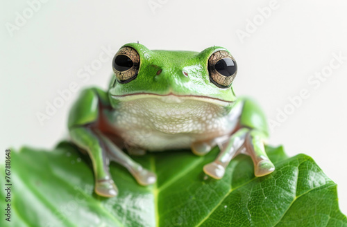 Photo of a tree frog sitting on the end of a green stem, holding onto its legs with tiny fee