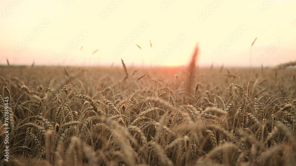 Naklejka premium ears of wheat on the field during sunset. farming a wheat harvesting agribusiness concept. walk in a large wheat field. big harvest of wheat in summer on sunlight the field landscape