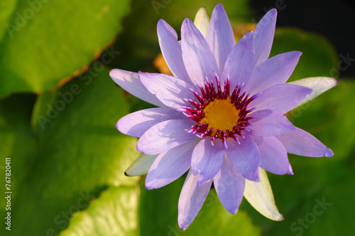 A Beautiful Purple Water Lily in the Morning Sun
