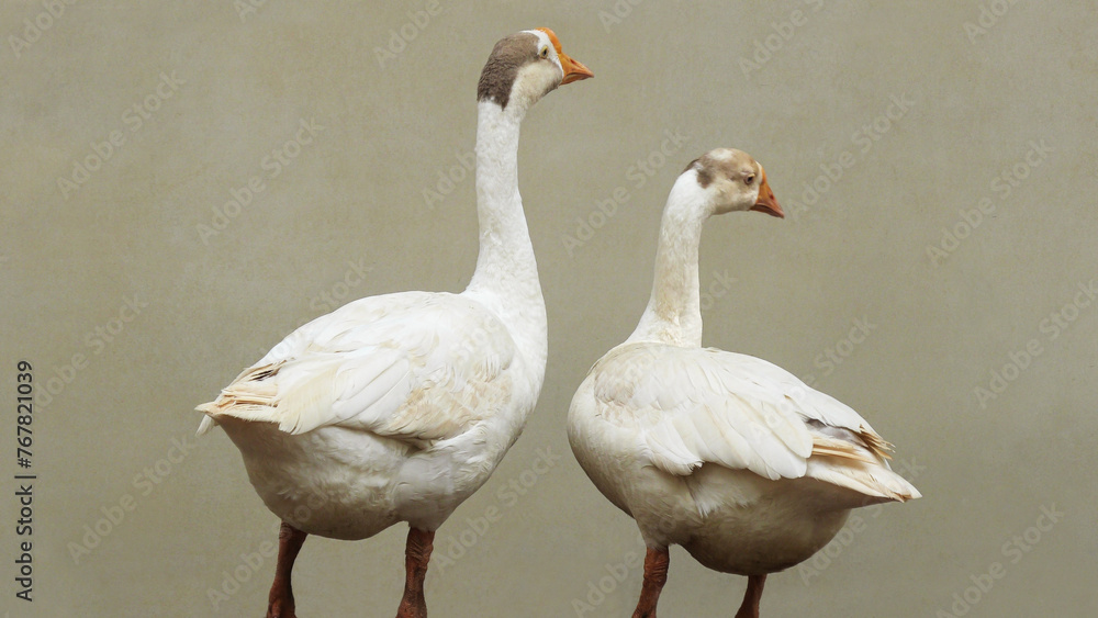 Two swans looking anxiously Two swans looking anxiously