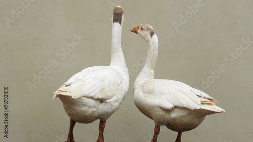 фотографія Two swans looking anxiously