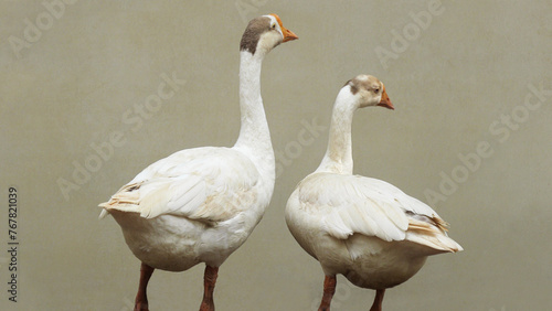 Fotografie Two swans looking anxiously