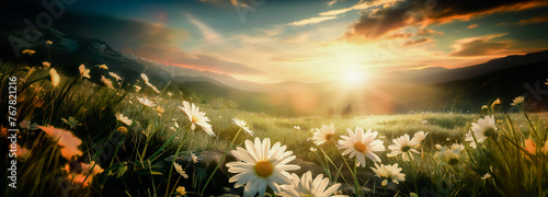 Beautiful summer pastoral landscape at sunset with a blooming field of daisies in grass on a hilly area