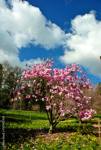 Magnolia Tree Batsford Arboretum Cotswolds UK