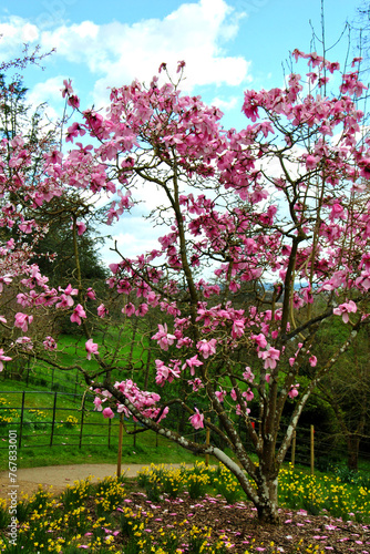 Magnolia Tree Batsford Arboretum Cotswolds UK