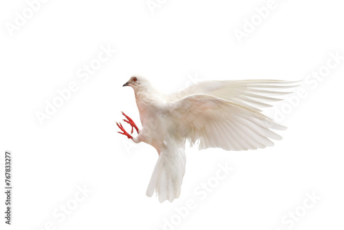 Beautiful flying White dove isolated on transparent background png file