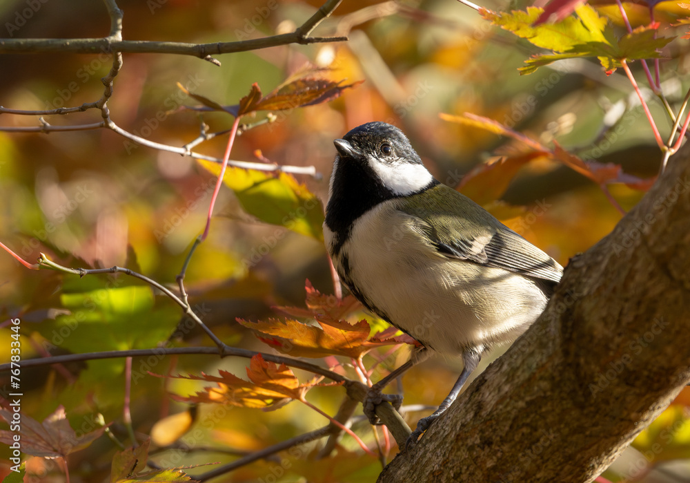 Fototapeta premium 振り向くシジュウカラ